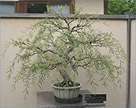 Bonsai Tree Dragon Willow